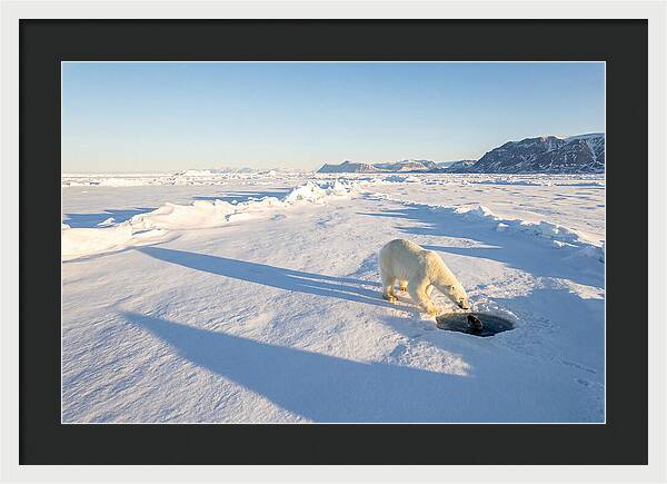 Polar Bear Hunting Seal