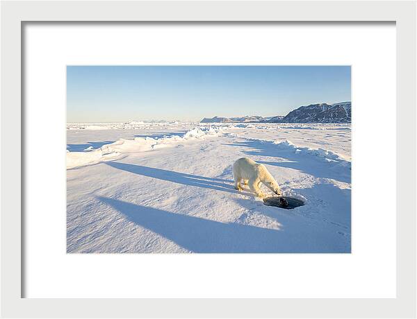 Polar Bear Hunting Seal