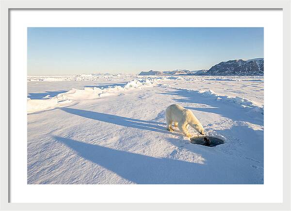 Polar Bear Hunting Seal