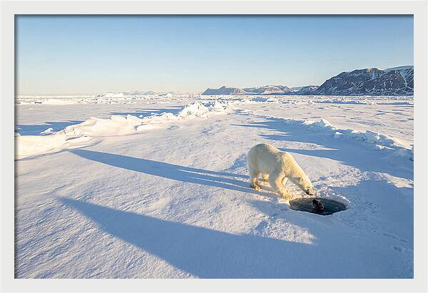 Polar Bear Hunting Seal