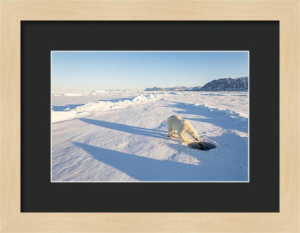 Polar Bear Hunting Seal