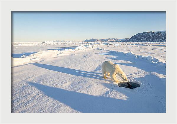 Polar Bear Hunting Seal