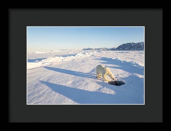 Polar Bear Hunting Seal