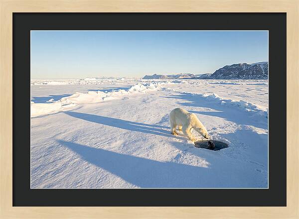 Polar Bear Hunting Seal