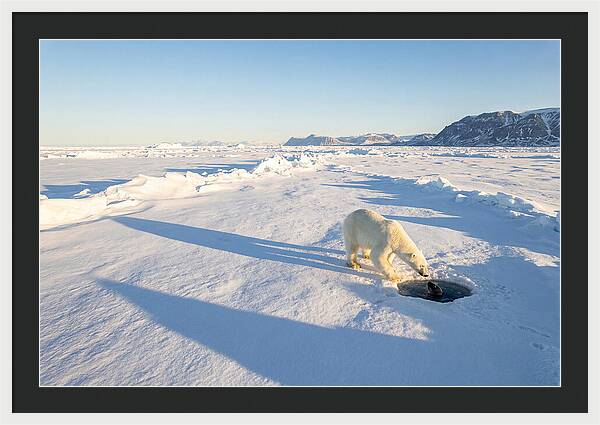 Polar Bear Hunting Seal