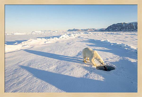 Polar Bear Hunting Seal