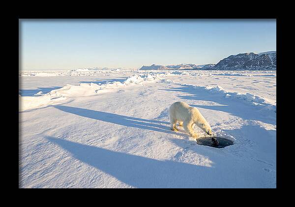 Polar Bear Hunting Seal