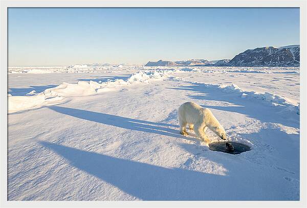 Polar Bear Hunting Seal