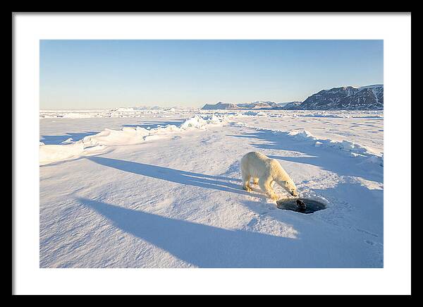 Polar Bear Hunting Seal