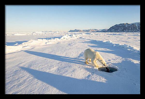 Polar Bear Hunting Seal