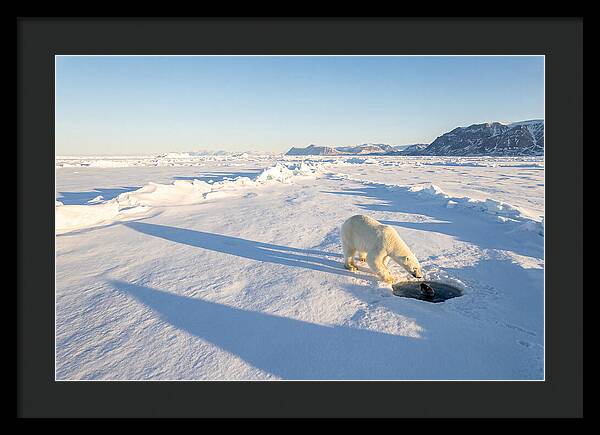 Polar Bear Hunting Seal