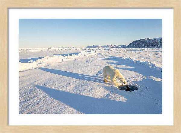 Polar Bear Hunting Seal