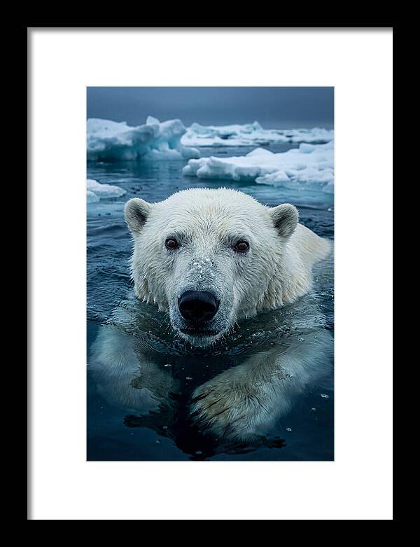 Polar Bear In Arctic Waters