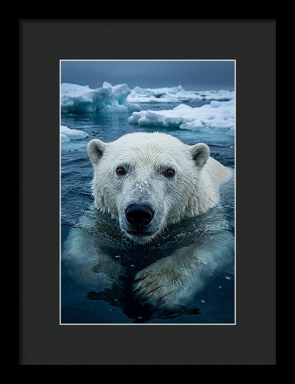 Polar Bear In Arctic Waters