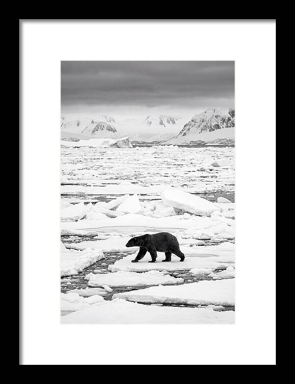 Polar Bear On Arctic Ice