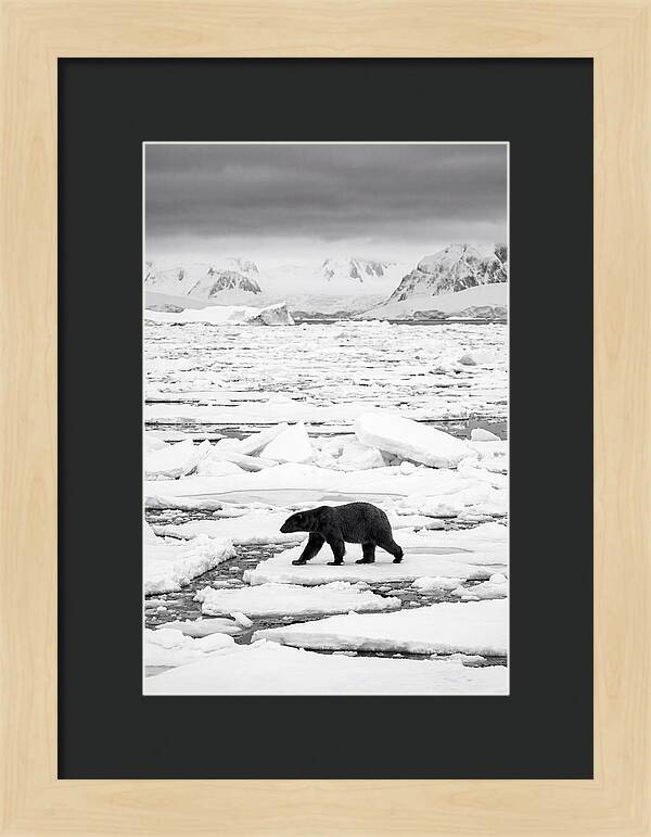 Polar Bear On Arctic Ice