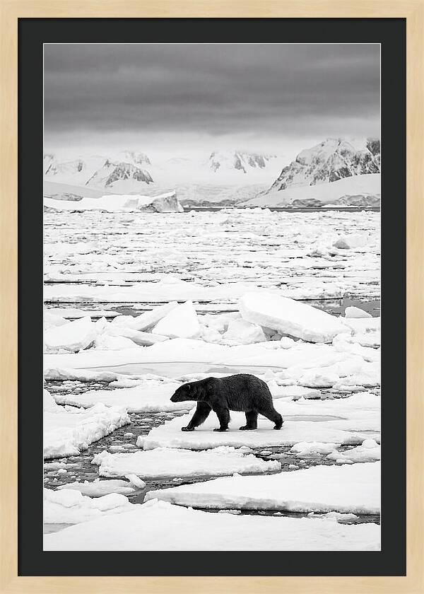 Polar Bear On Arctic Ice