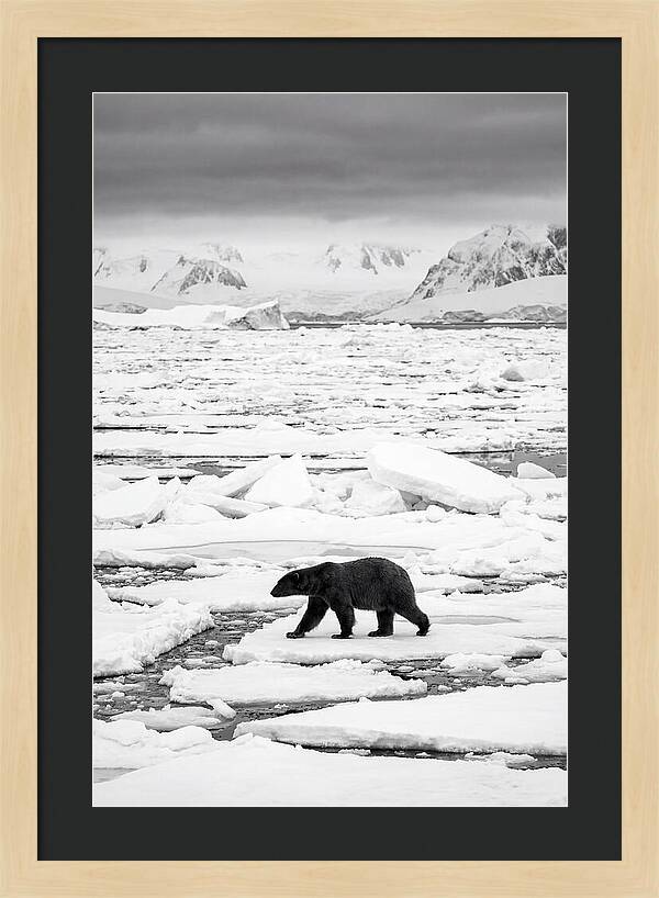 Polar Bear On Arctic Ice