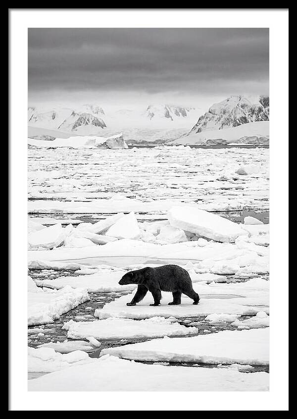 Polar Bear On Arctic Ice