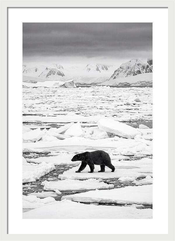 Polar Bear On Arctic Ice