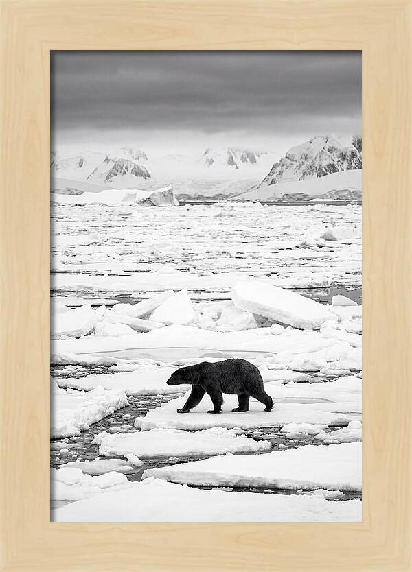 Polar Bear On Arctic Ice