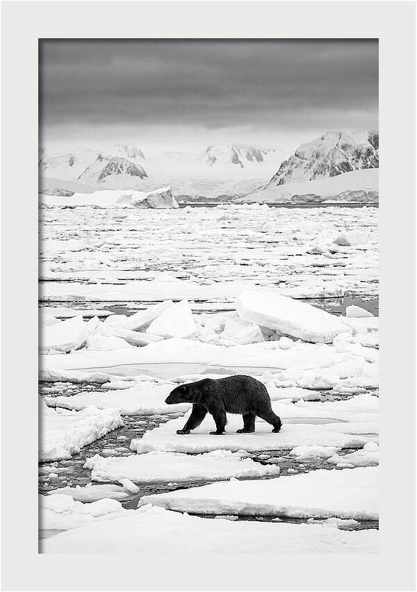 Polar Bear On Arctic Ice