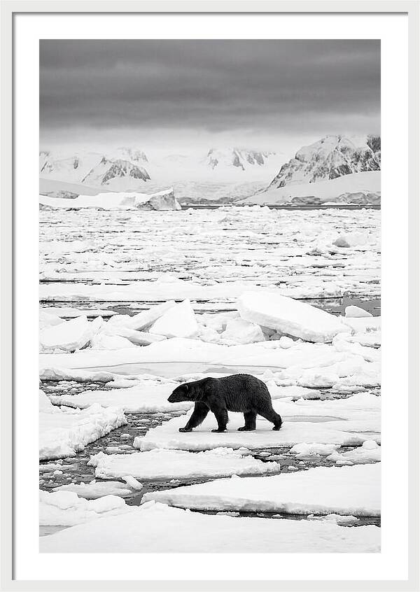 Polar Bear On Arctic Ice