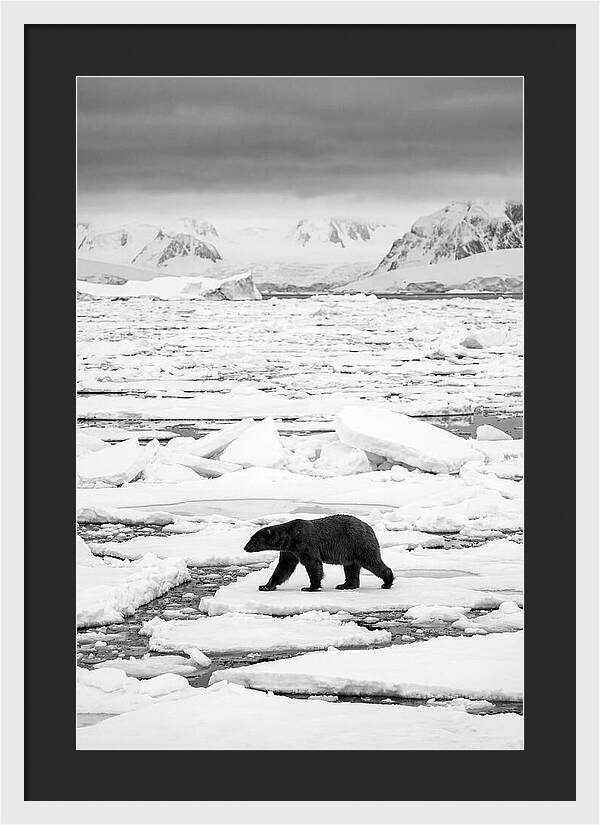 Polar Bear On Arctic Ice