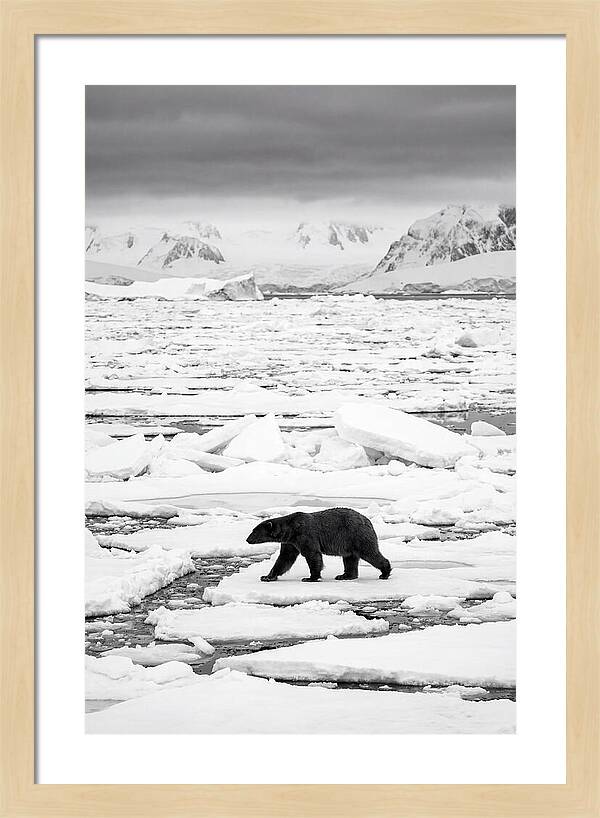 Polar Bear On Arctic Ice