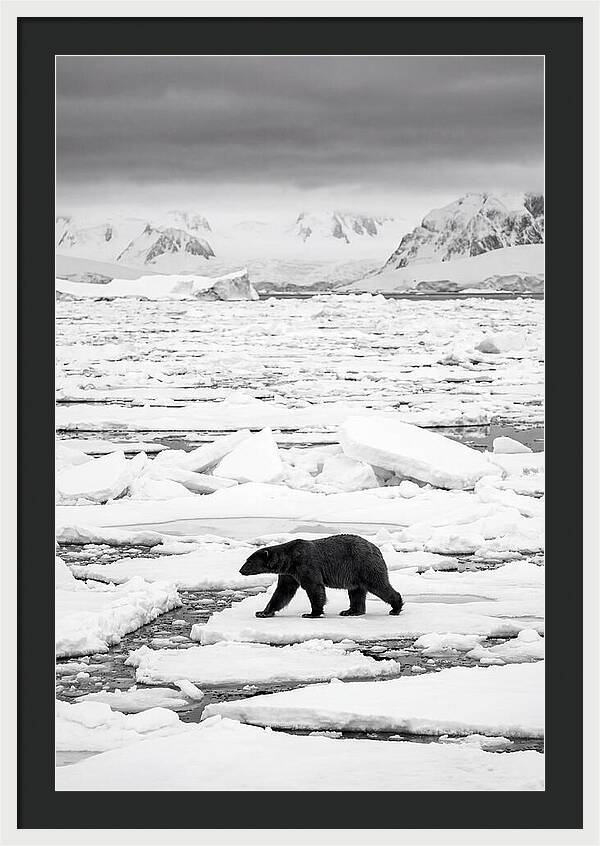 Polar Bear On Arctic Ice