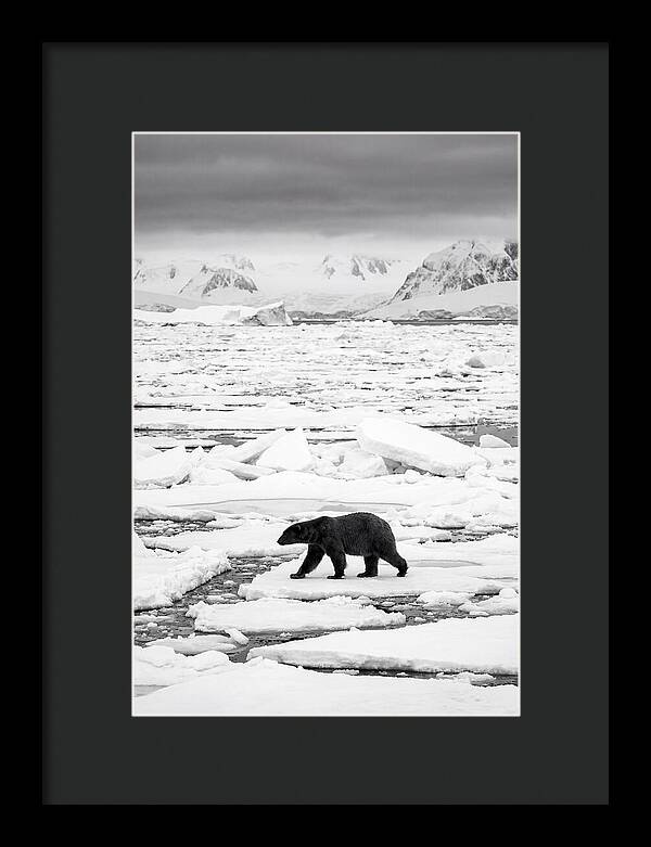 Polar Bear On Arctic Ice