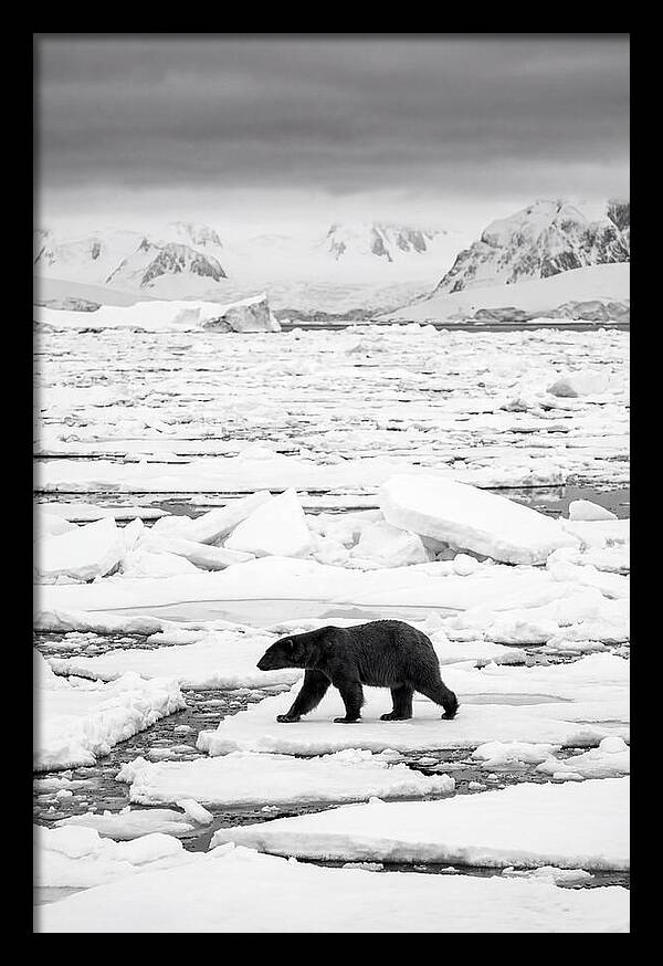 Polar Bear On Arctic Ice