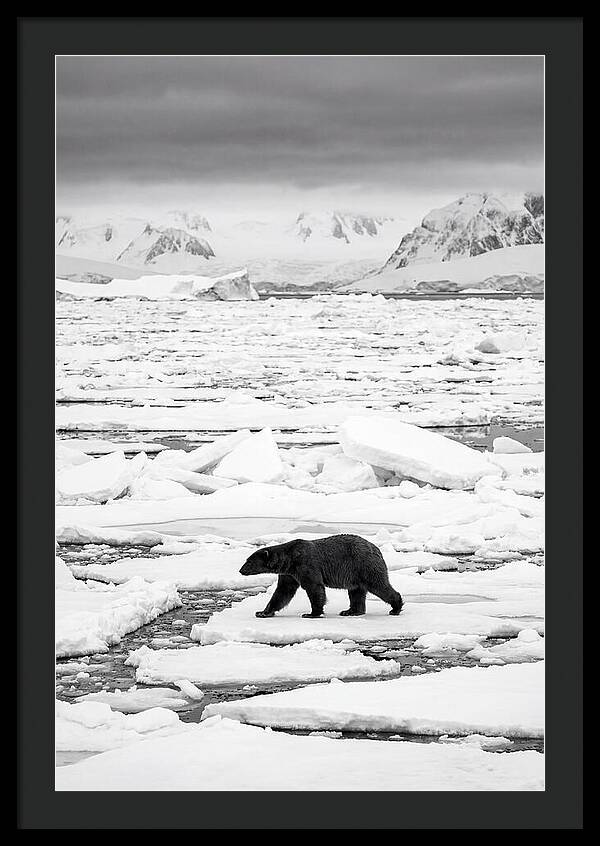 Polar Bear On Arctic Ice
