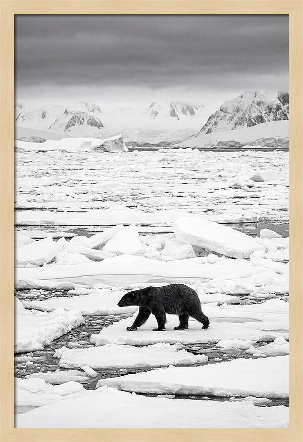 Polar Bear On Arctic Ice