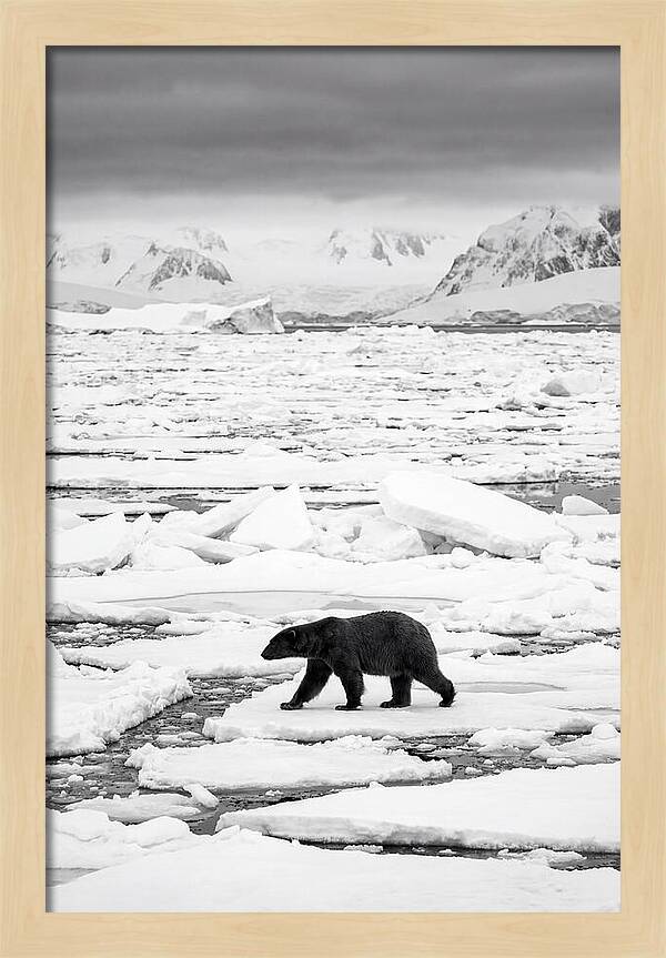 Polar Bear On Arctic Ice