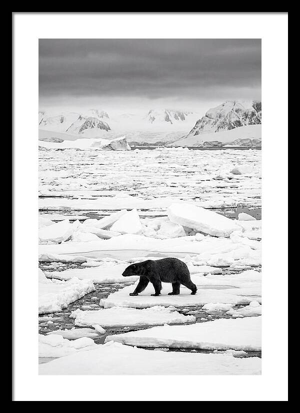 Polar Bear On Arctic Ice