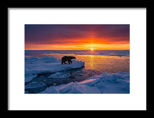 Polar Bear On Ice Floe At Sunset