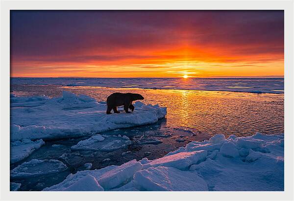 Polar Bear On Ice Floe At Sunset