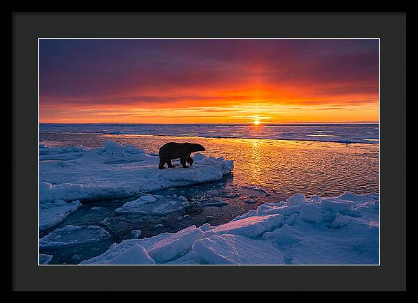 Polar Bear On Ice Floe At Sunset