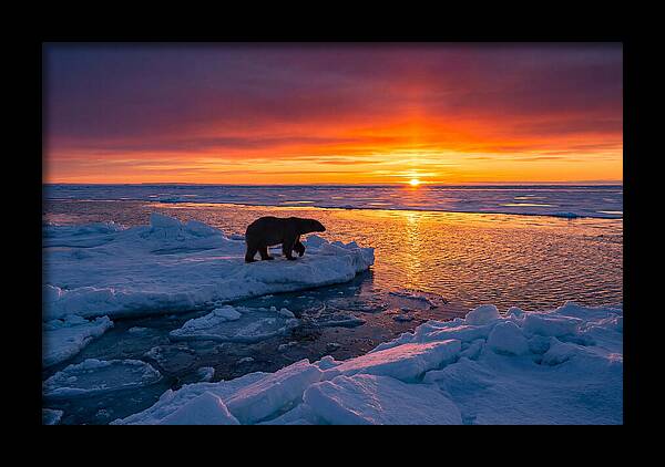 Polar Bear On Ice Floe At Sunset