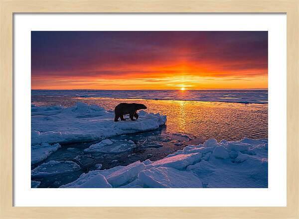 Polar Bear On Ice Floe At Sunset