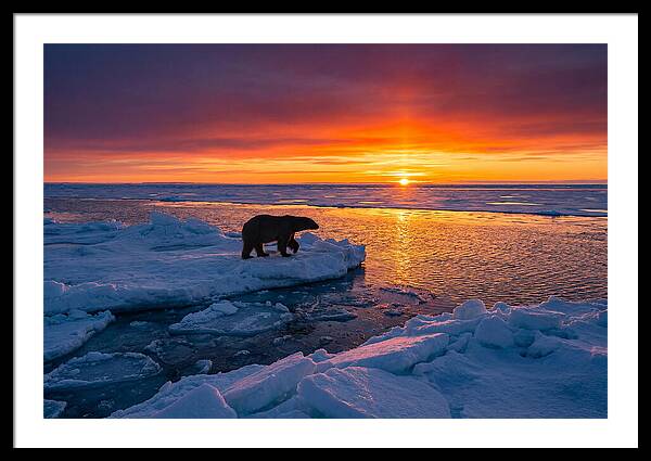 Polar Bear On Ice Floe At Sunset