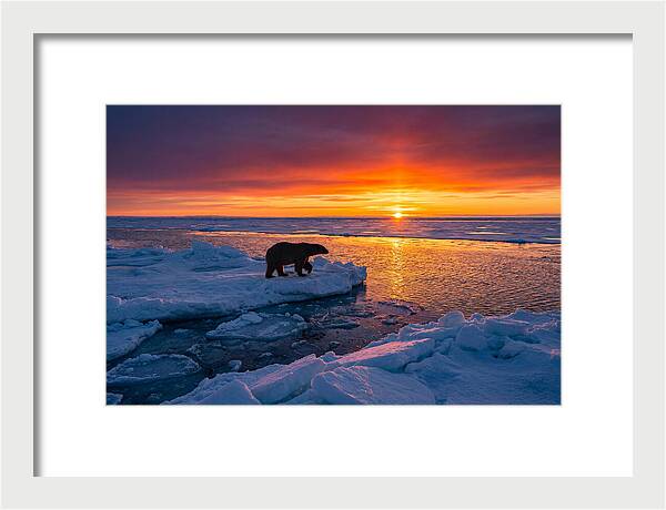 Polar Bear On Ice Floe At Sunset