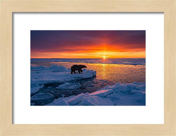 Polar Bear On Ice Floe At Sunset