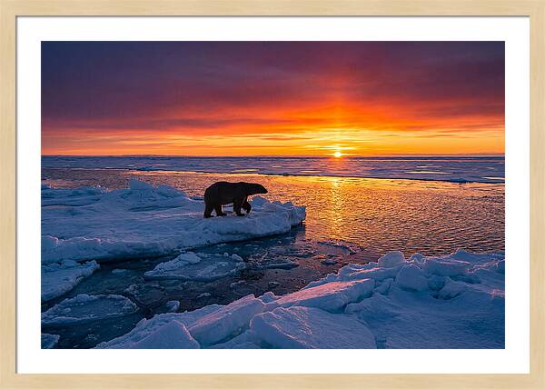 Polar Bear On Ice Floe At Sunset