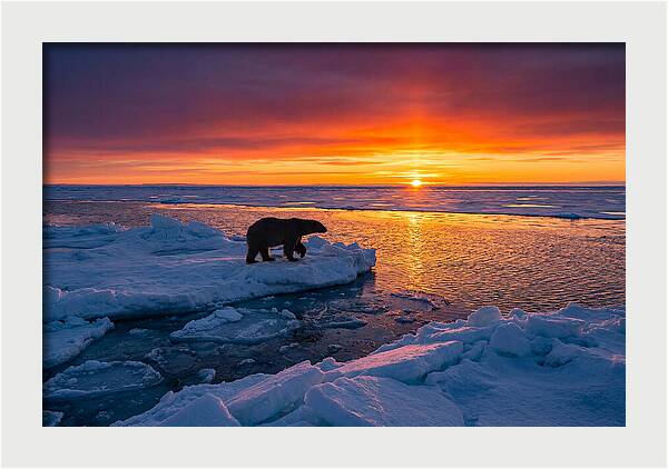 Polar Bear On Ice Floe At Sunset