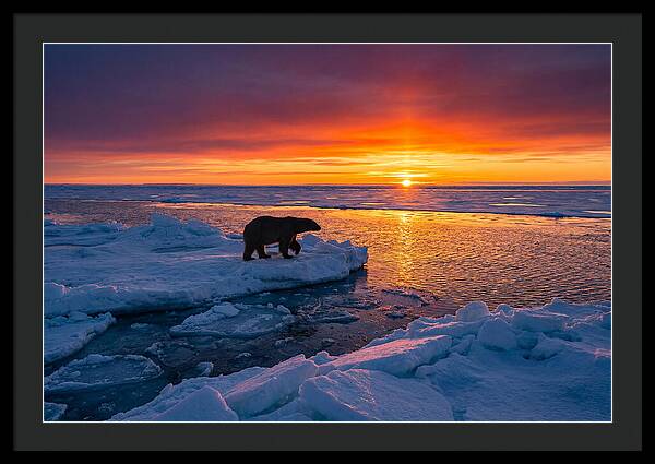 Polar Bear On Ice Floe At Sunset