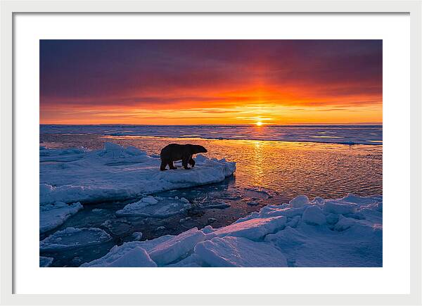 Polar Bear On Ice Floe At Sunset