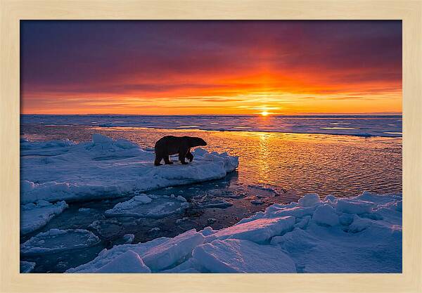 Polar Bear On Ice Floe At Sunset