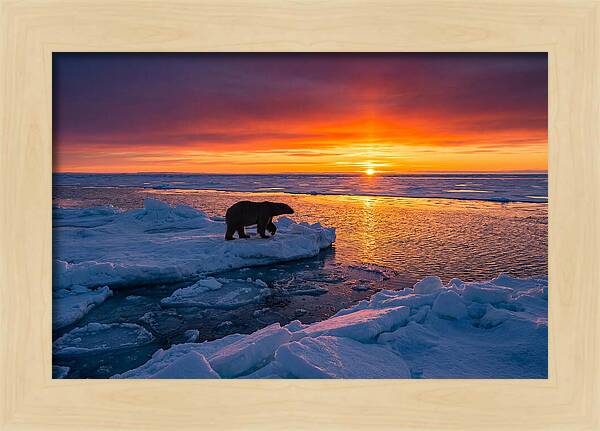 Polar Bear On Ice Floe At Sunset
